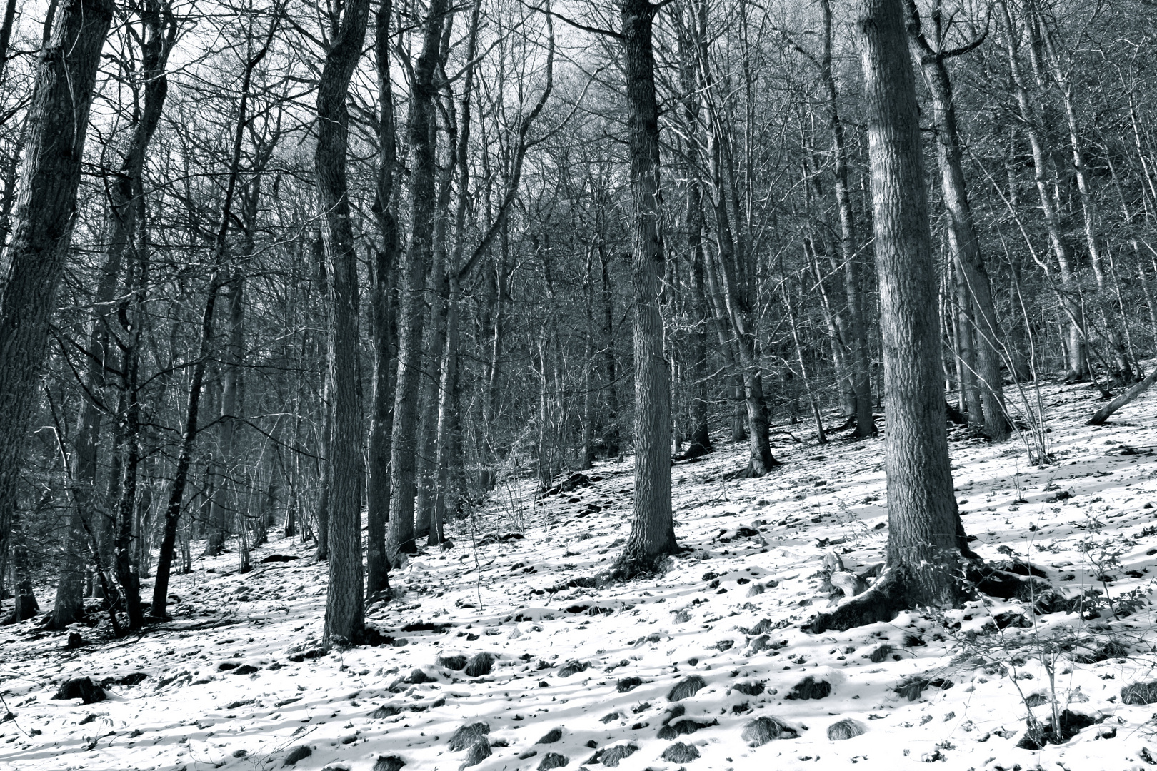 Je tiefer der Wald.....