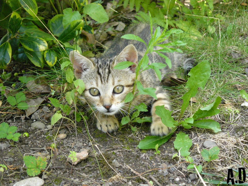 Je vais l'attraper, cette souris !