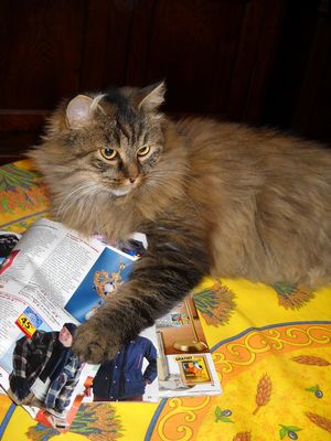 JE VEUS CA POUR NOEL !!!!