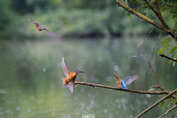 je veux vous partager ma chance d hier trio martins pecheurs 