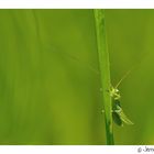 je vois la vie en vert