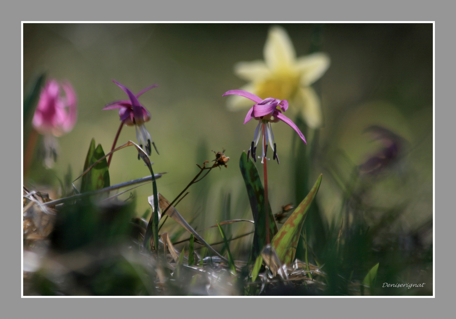 je vole annoncer le printemps