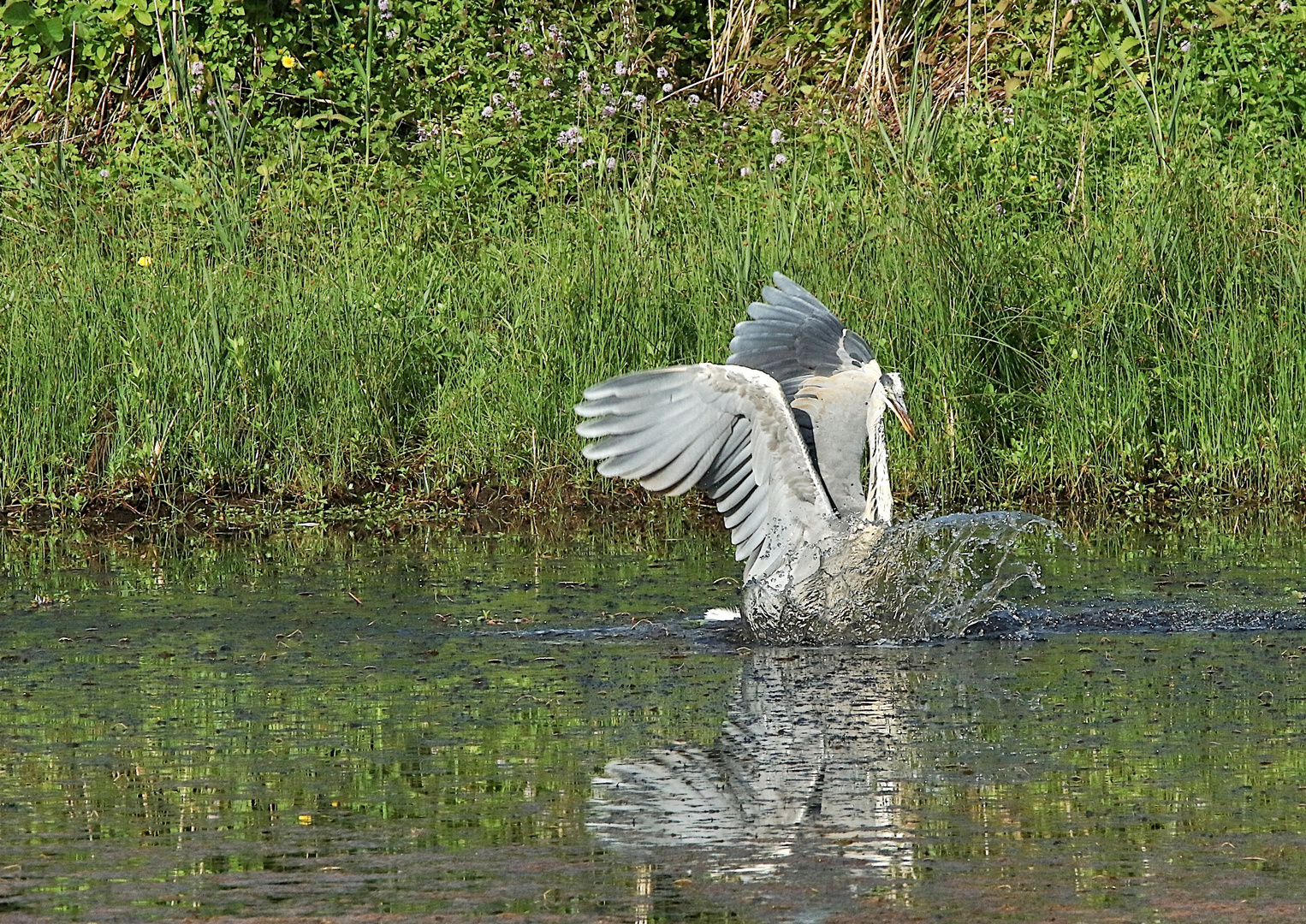 je voulais m'arrêter sur l'herbe !