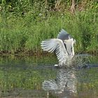 je voulais m'arrêter sur l'herbe !