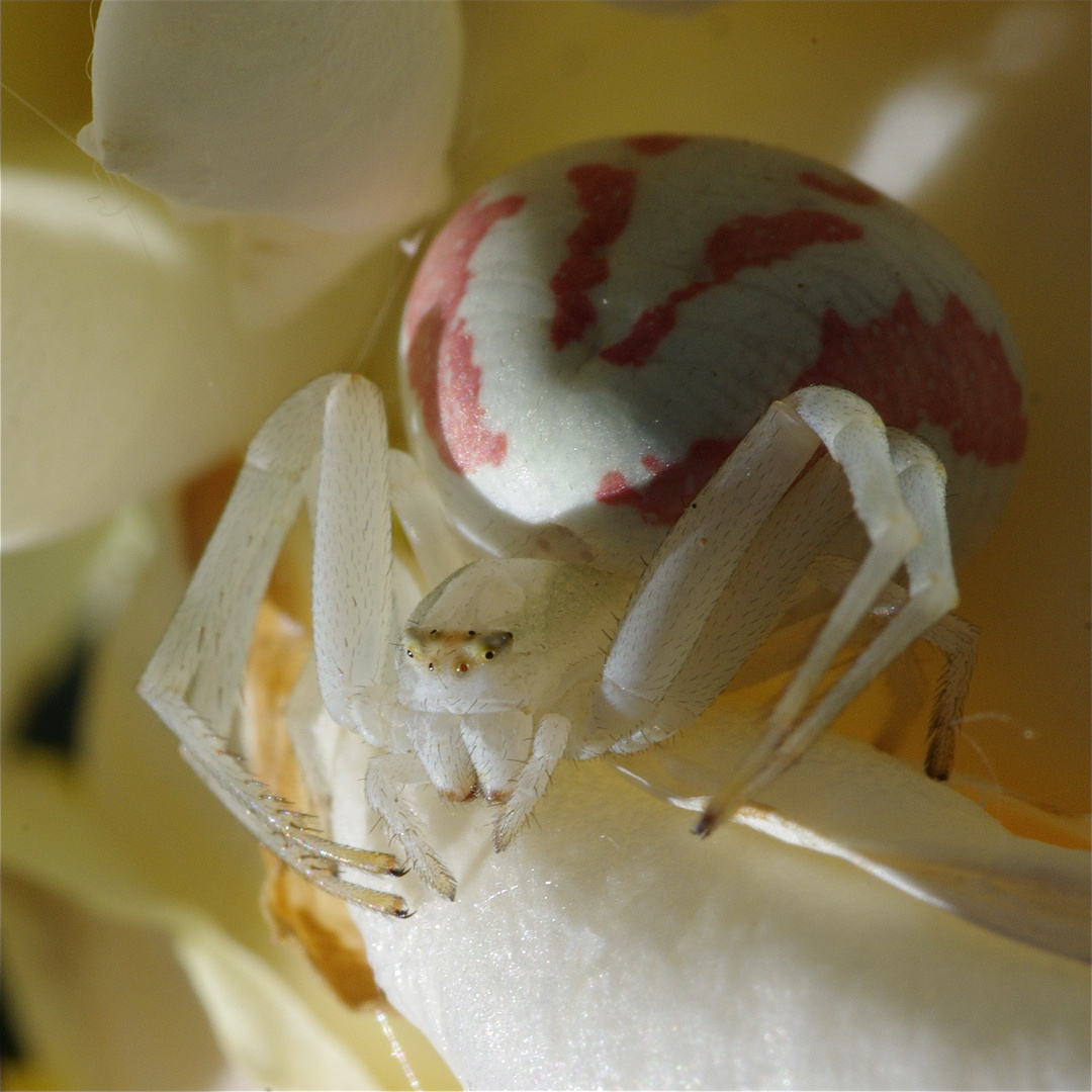 Je vous ai à l'oeil!!! photo et image macro nature, araignées, araignée Images Je vous ai à l'oeil!!! photo et image macro nature, araignées, araignée Images