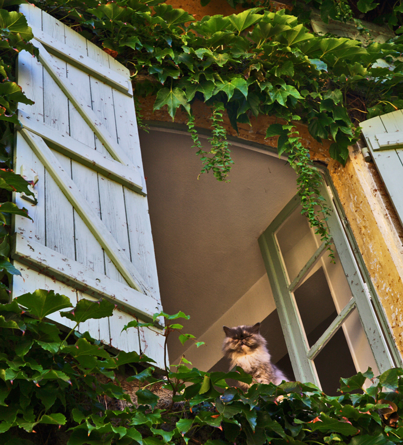 Je vous ai à l'oeil ! photo et image animaux, animaux domestiques, chats Images Je vous ai à l'oeil ! photo et image animaux, animaux domestiques, chats Images