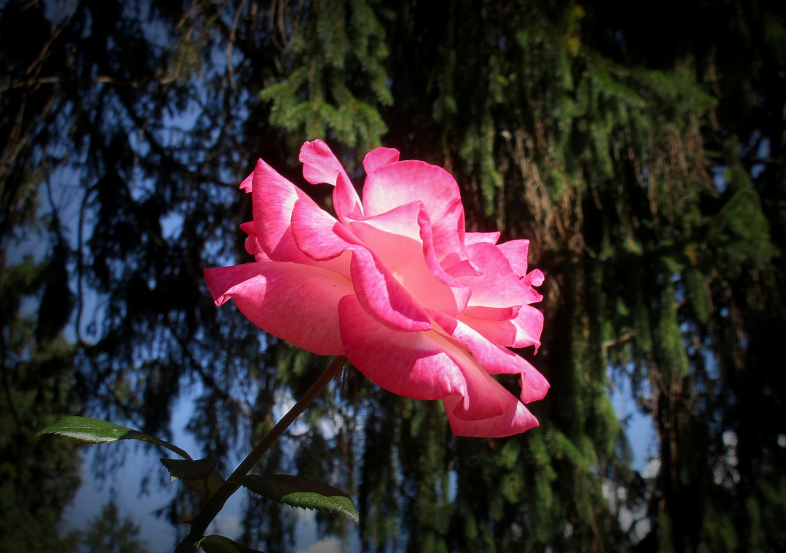 Je vous ai trouvée si belle...... Rose...