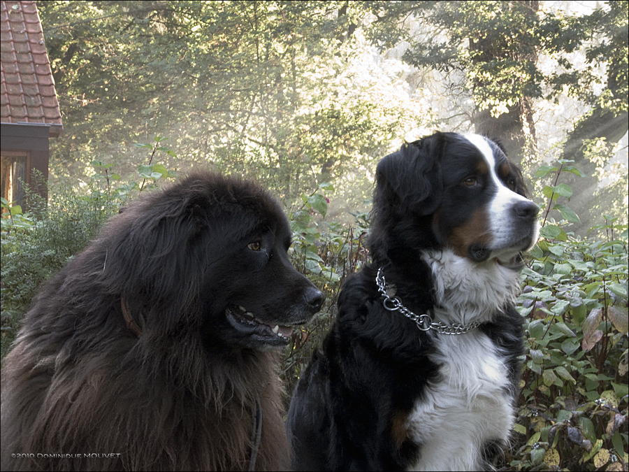 Je vous présente Kiara et Charly....