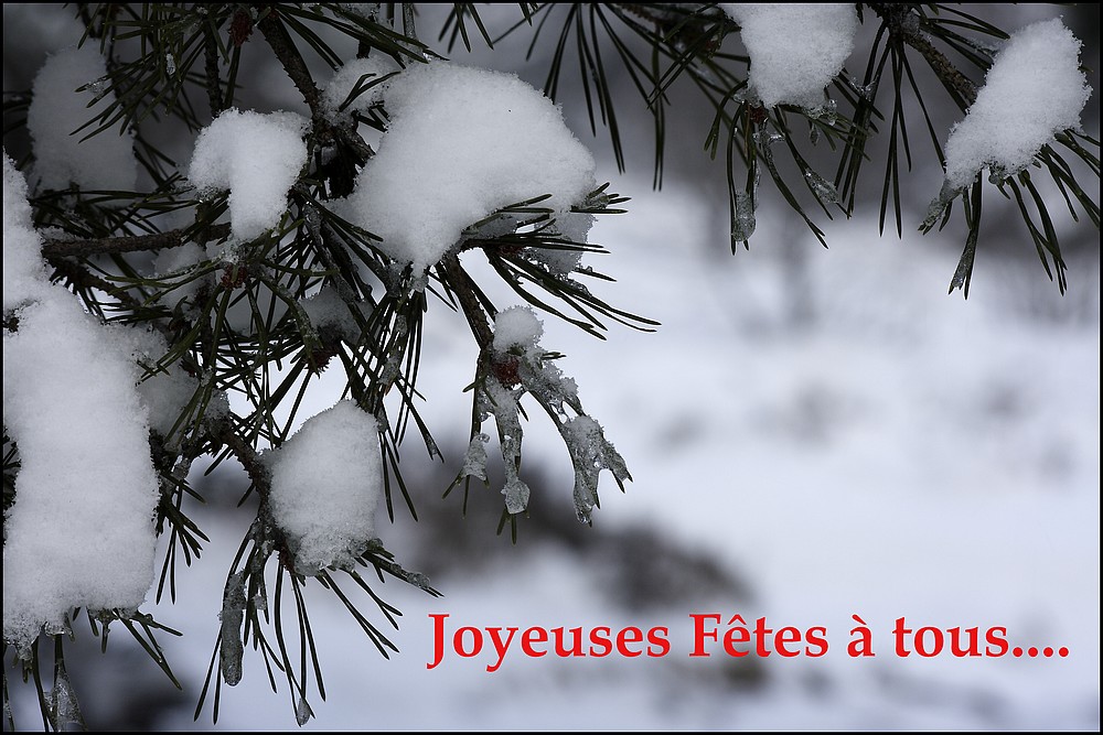 Je Vous Souhaite A Tous Un Joyeux Noel Photo Et Image Divers La Nature Simplement Nature Images Fotocommunity Je Vous Souhaite A Tous Un Joyeux Noel Photo Et Image Divers La Nature Simplement Nature Images Fotocommunity