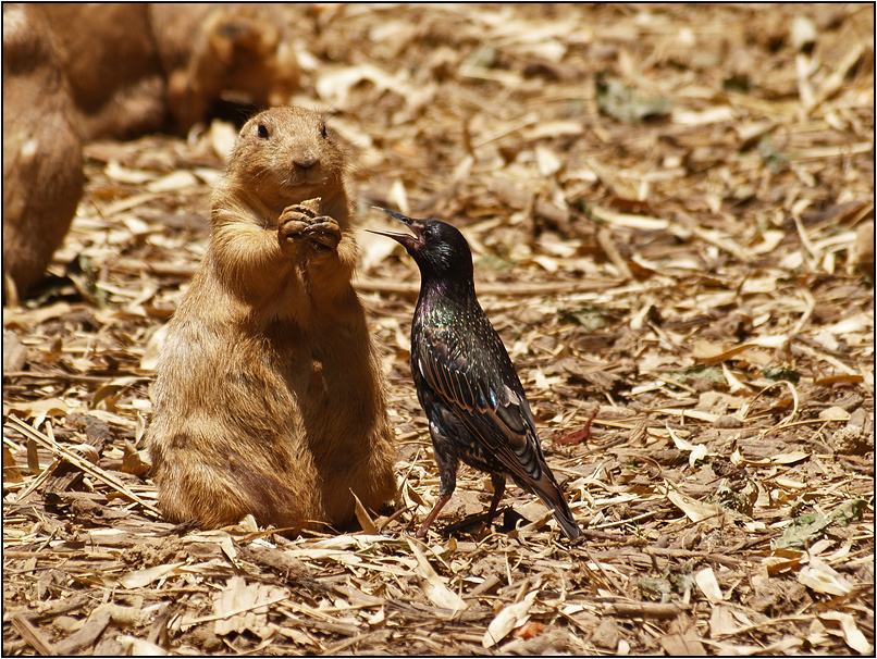 jealousy [about food]