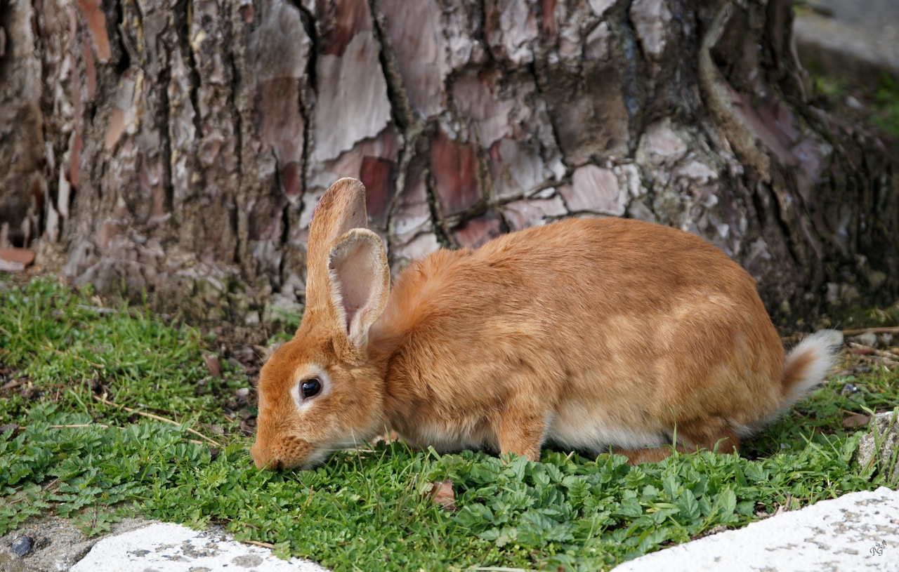 Jeannot lapin en balade.......