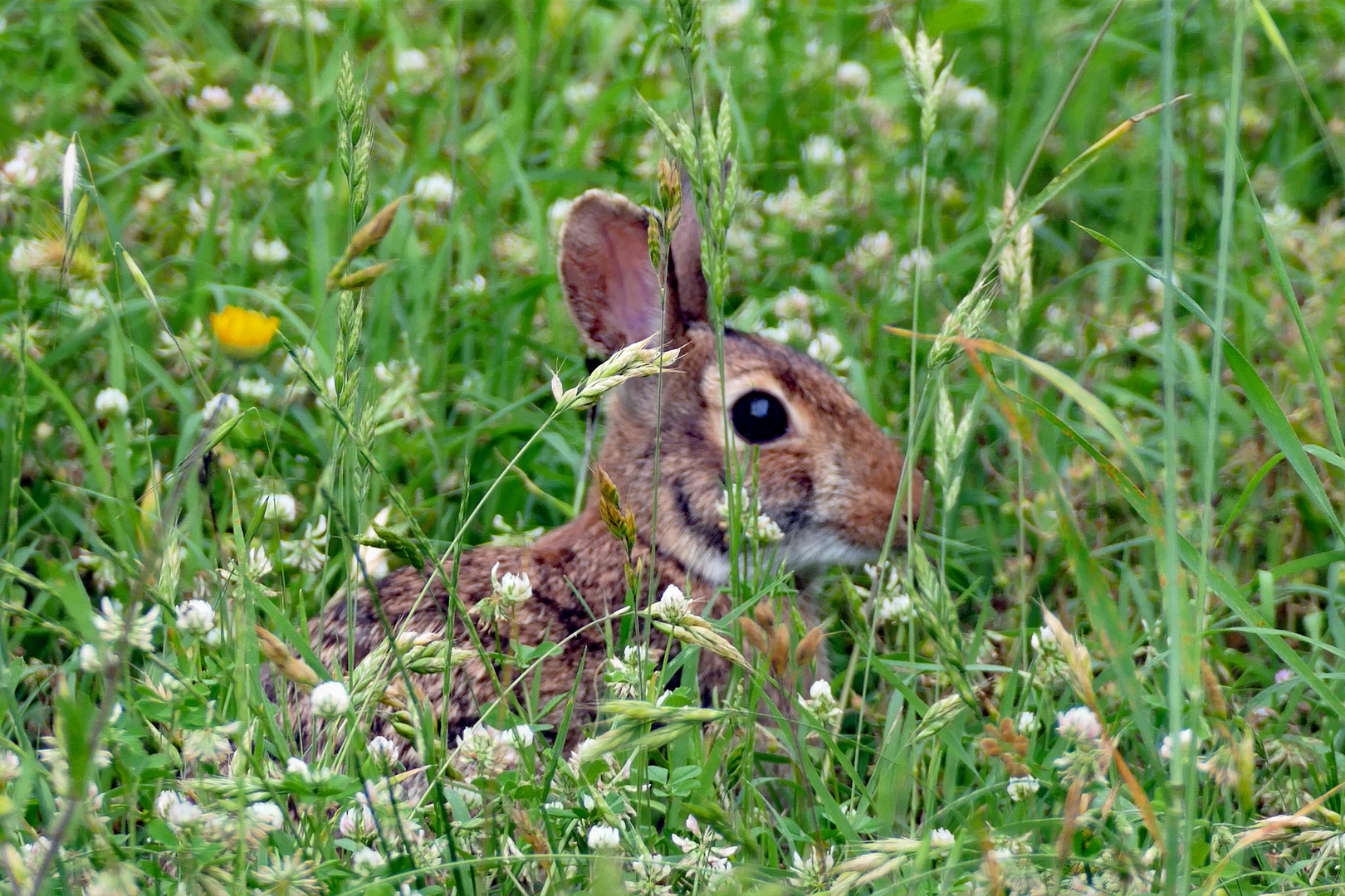 jeannot lapin....