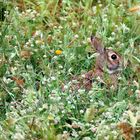 jeannot lapin s est immobilisè ...dans son pré de fleurs