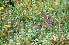 jeannot lapin s est immobilisè ...dans son pré de fleurs