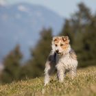 Jeanny sucht den Frühling