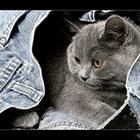 - jeans cat collection -