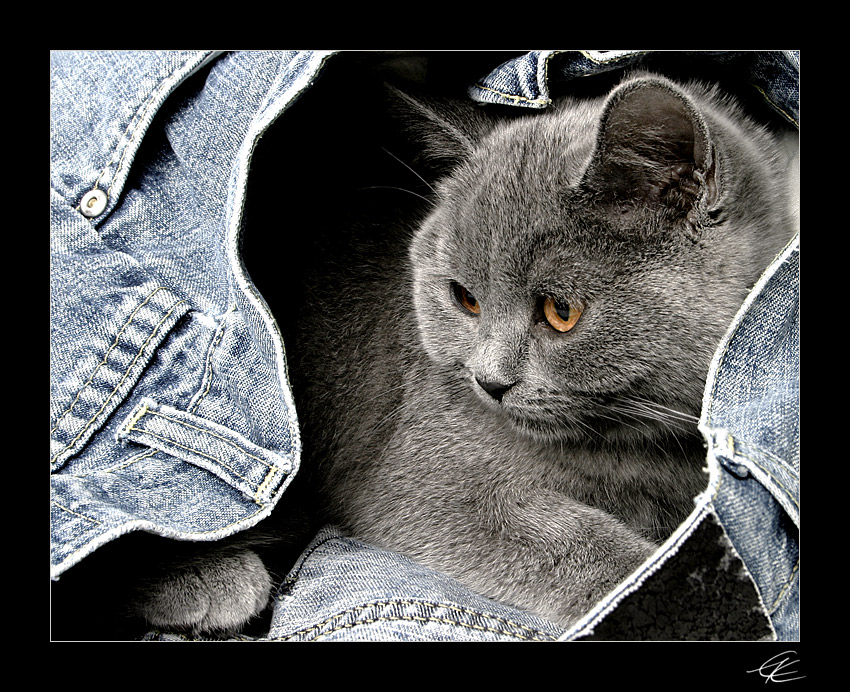 - jeans cat collection -