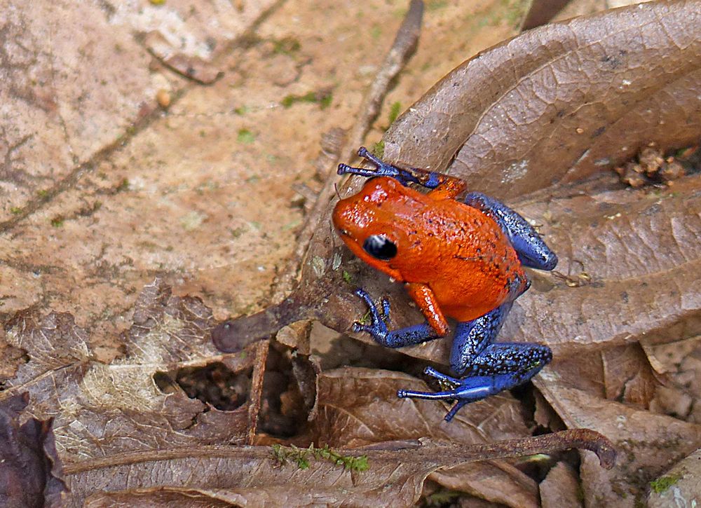 Jeansfrosch