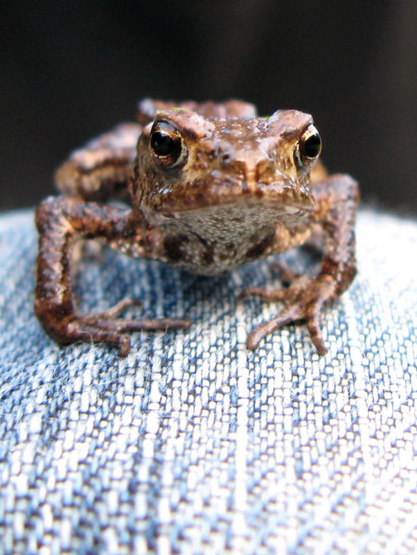 Jeansfrosch