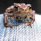 Jeansfrosch