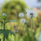 Jede Blüte ist vergänglich...... aber bringt 1000 neue hervor!