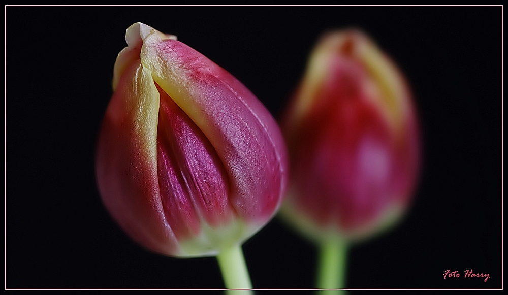 Jede Blüte ist vergänglich,- zum Glück auch der Winter .....