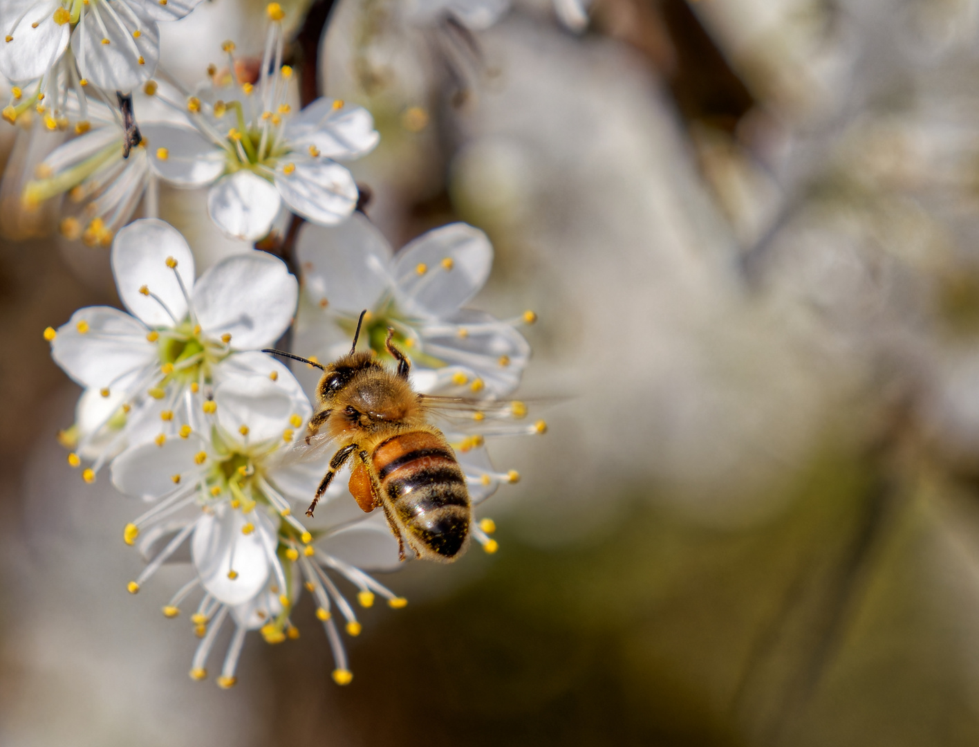 Jede Blüte wird besucht