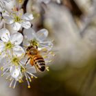 Jede Blüte wird besucht