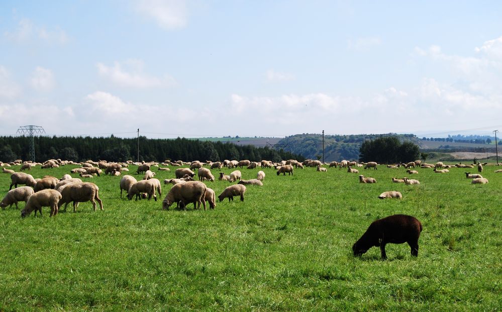 Jede Familie hat ihr schwarzes Schaf...;o)))