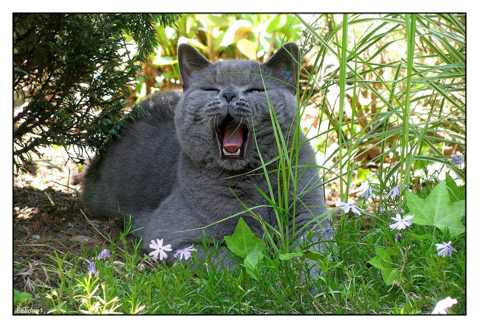 Jede Katze kommt mit einem starken Hang ...