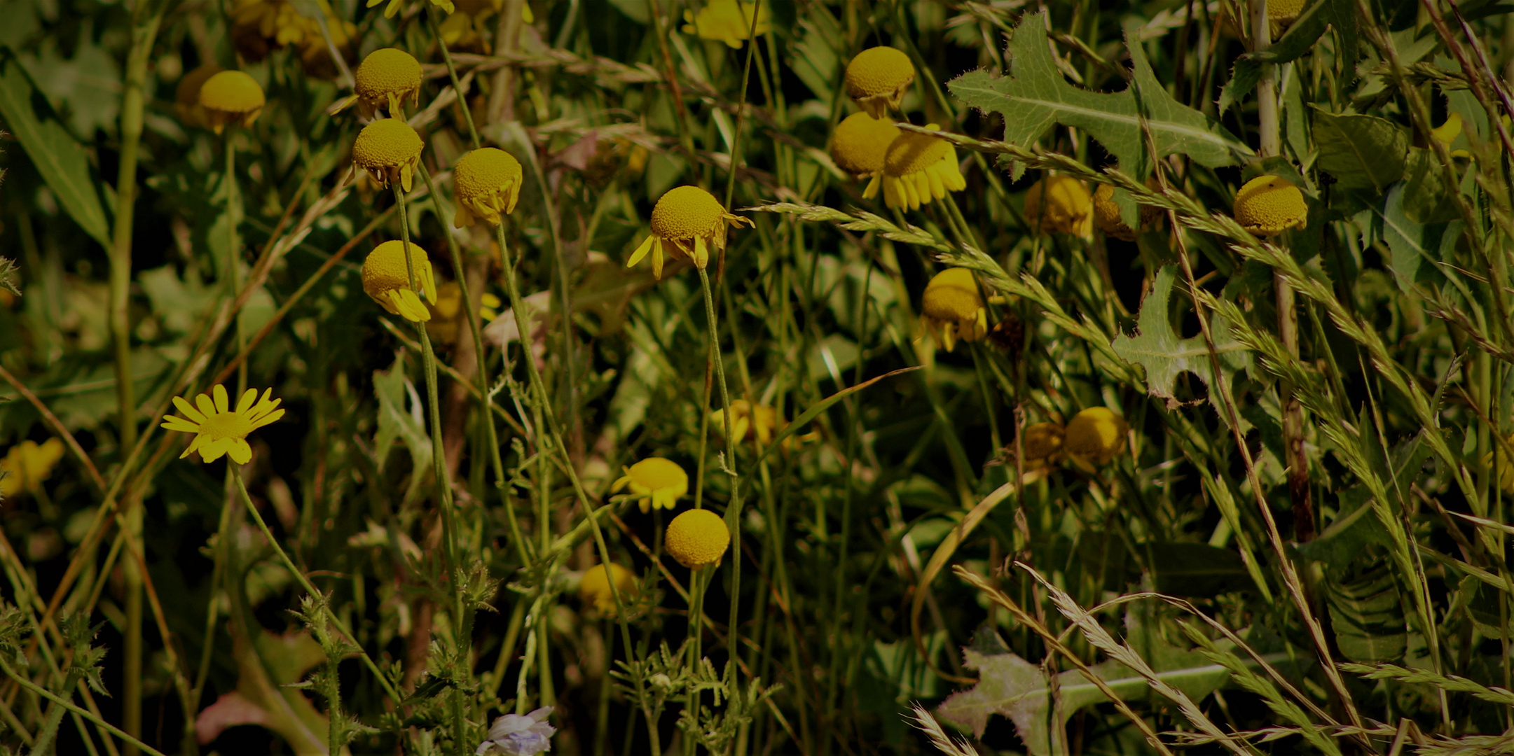 Jede Menge Feldblumen 