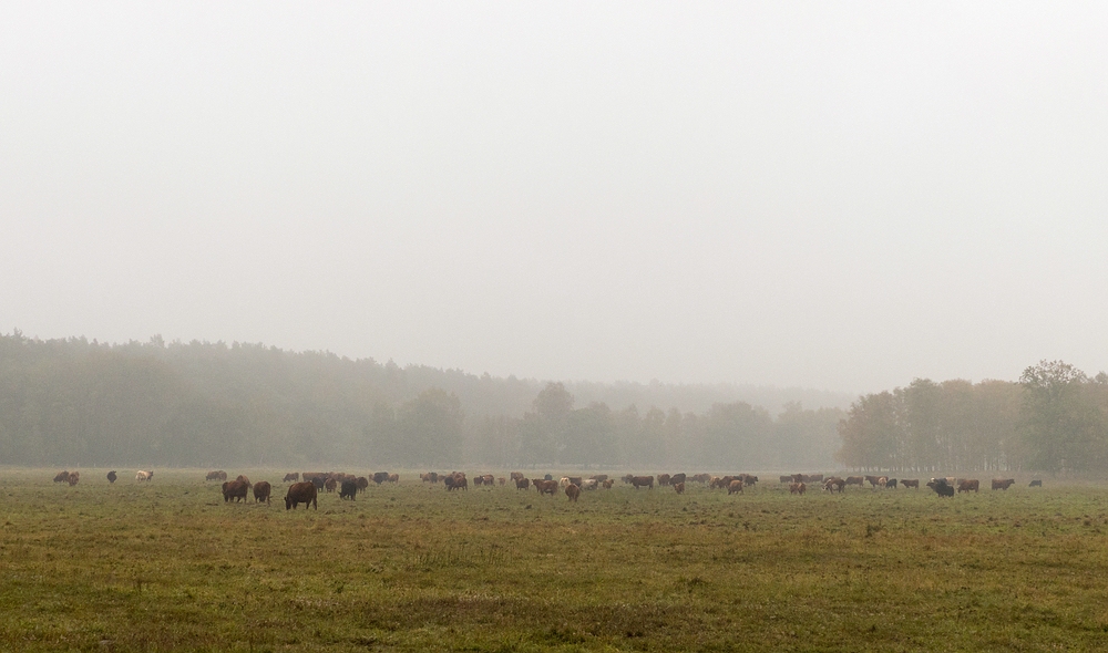 Jede Menge Kühe im Nebel