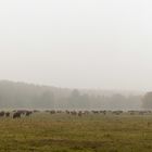 Jede Menge Kühe im Nebel