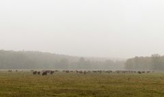 Jede Menge Kühe im Nebel