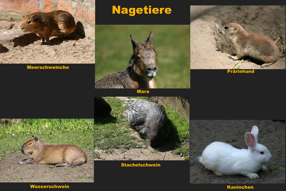 Jede Menge Nagetiere