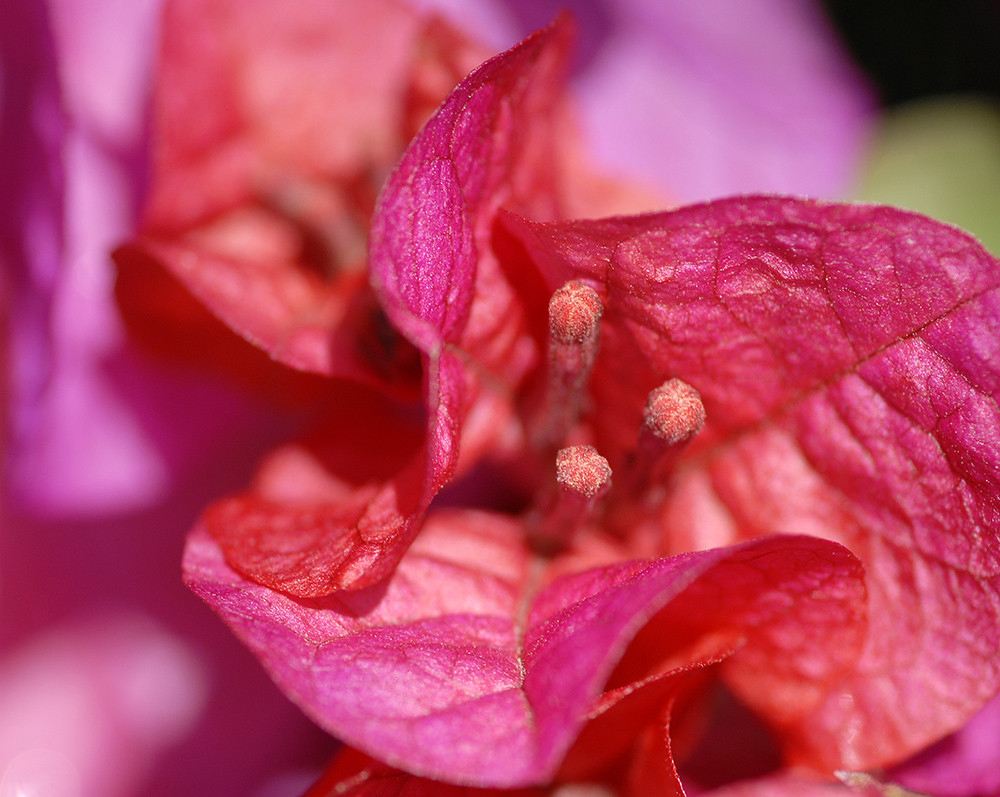 Jede Menge pink und ein wenig grün