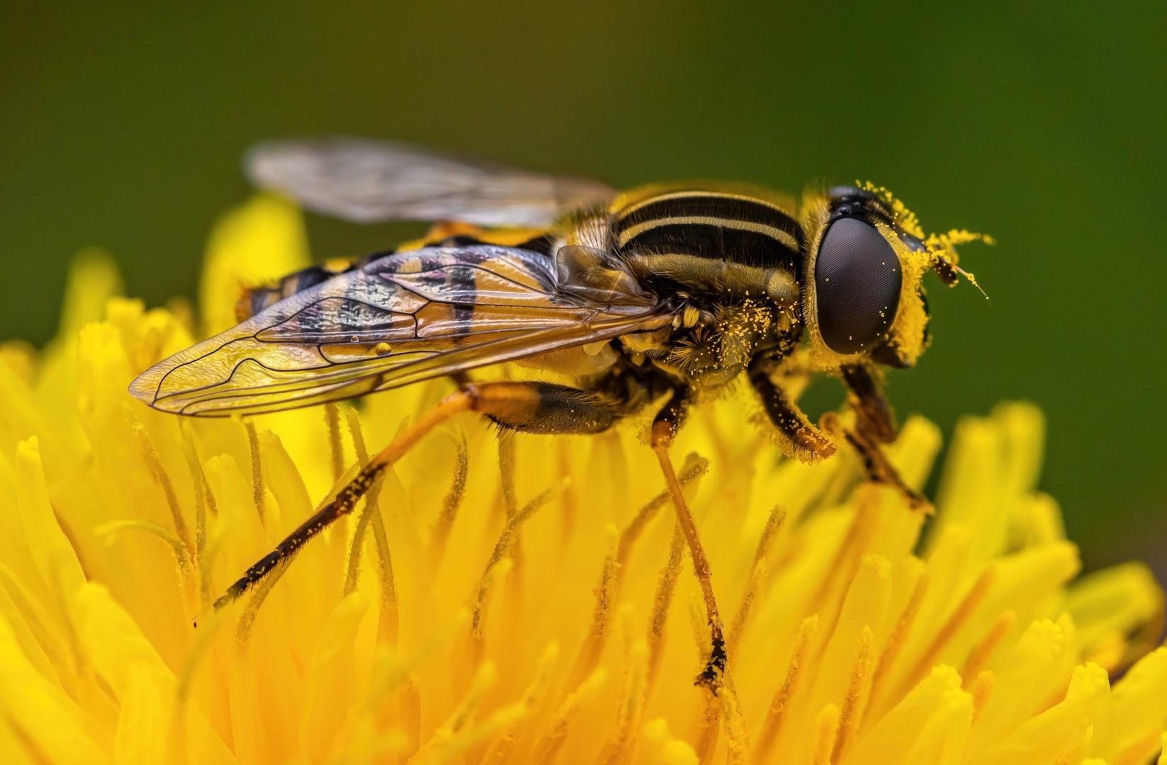 Jede Menge Pollen