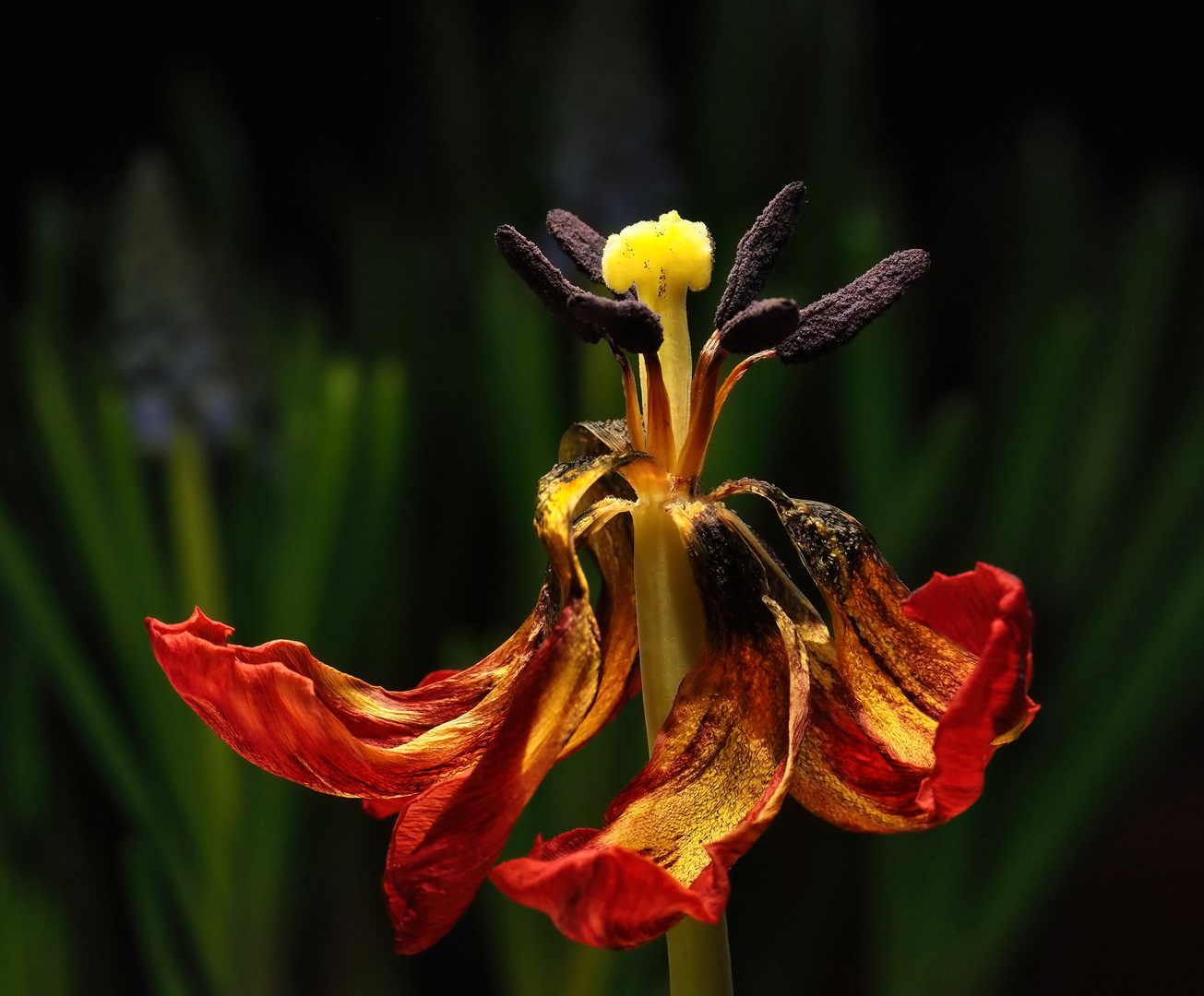 Jede Tulpe verblüht anders (2)