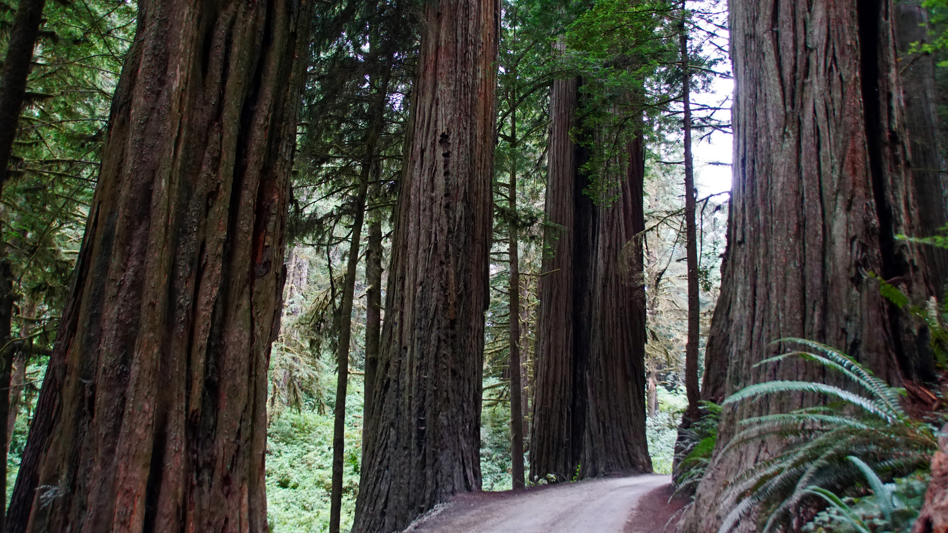 Jedediah Smith Redwoods State Park	