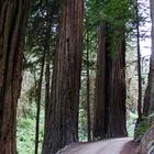 Jedediah Smith Redwoods State Park	