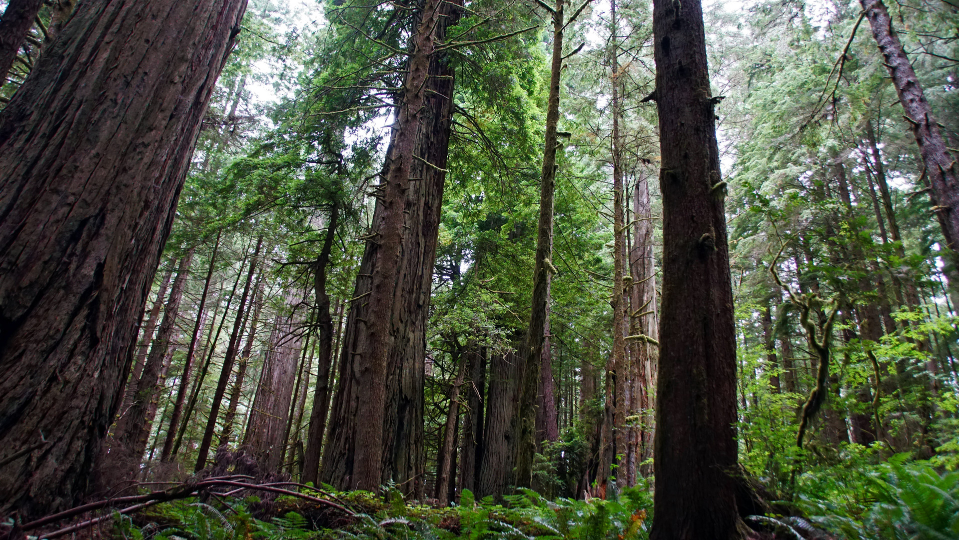 Jedediah Smith Redwoods State Park 2