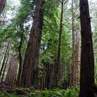 Jedediah Smith Redwoods State Park 2