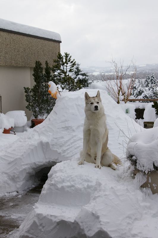 jedem Husky sein Iglu