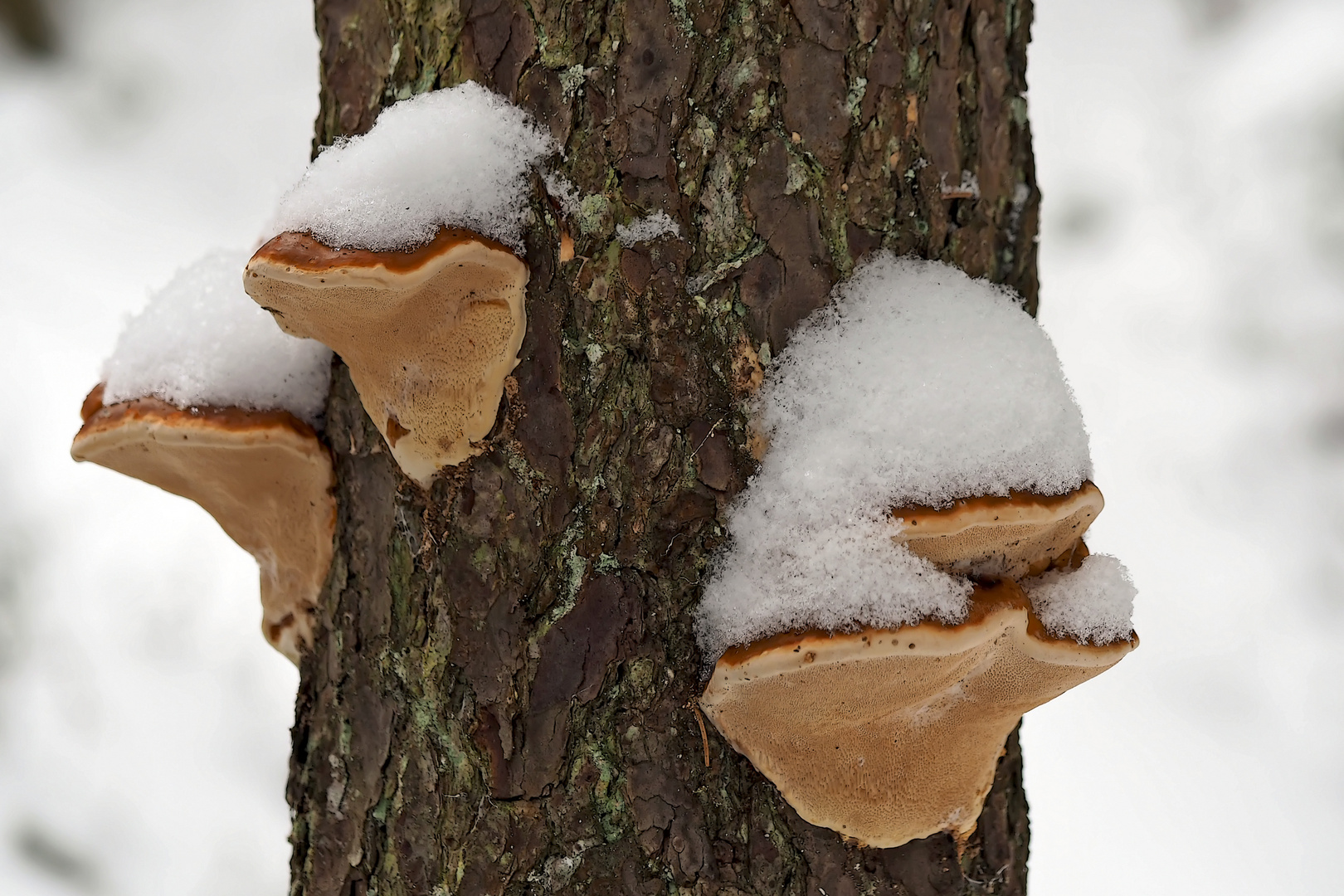 Jedem Pilzchen sein Hütchen. - Champignons dans leur tenue hivernale.