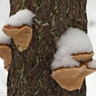 Jedem Pilzchen sein Hütchen. - Champignons dans leur tenue hivernale.