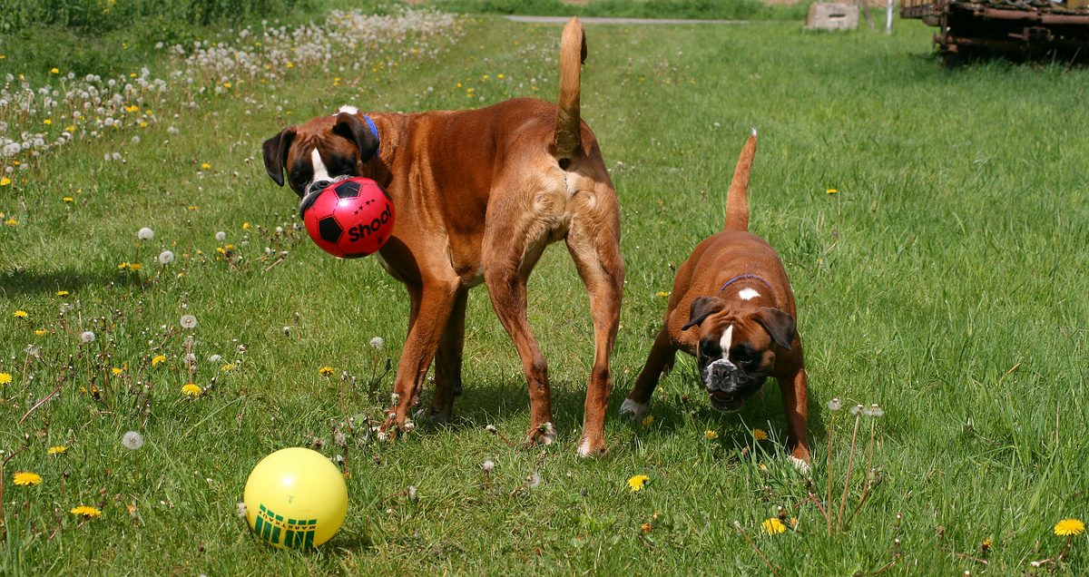 Jedem sein Ball