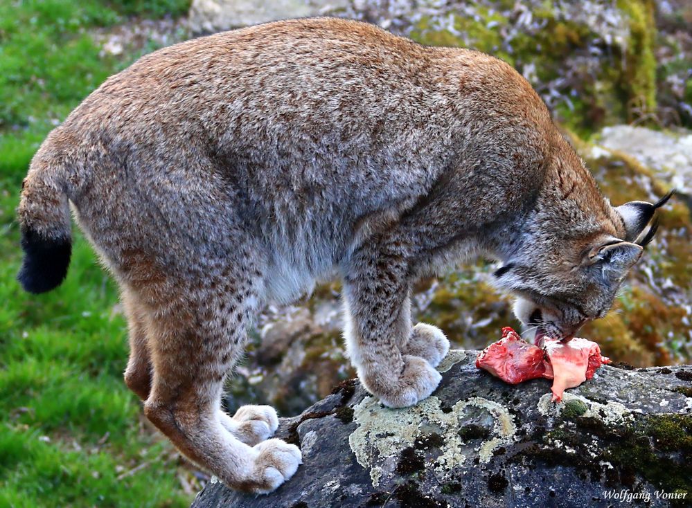 Jedem sein eigener Osterschmaus