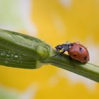 Jedem sein Makro: Marienkäfer