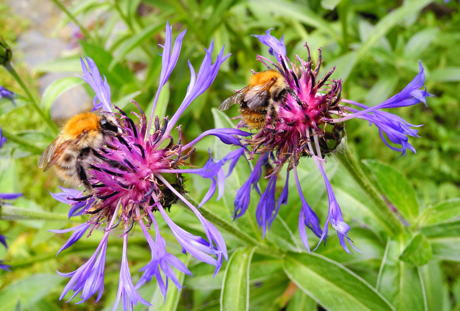 Jedem seine Blüte