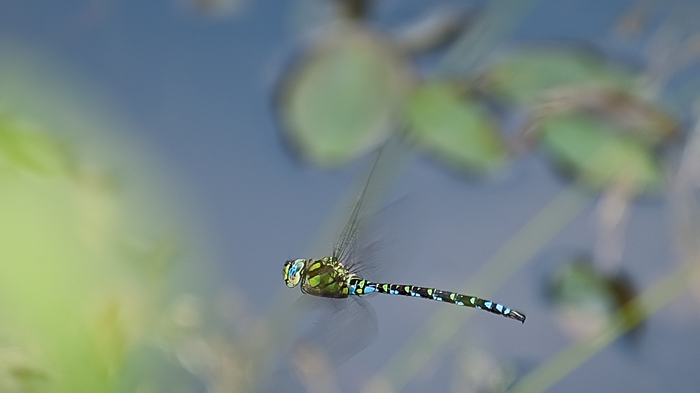 Jedem seine Libelle